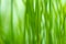 Defocus green spring grass