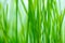 Defocus green spring grass