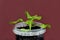 Defocus Green sprout. Side view of ground with green plant with leaves, protecting nature concept. Green sprout of