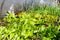 Defocus green vegetable background. Onion, leek, aragula, spinach, salad, lettuce. Greens, greenery in arch solar house. Organic