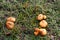 Defocus group of mushrooms, Suillus luteus, among dry grass and leaves. Suillus luteos mushroom growing in the green