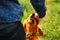 Defocus hand caressing cute homeless dog in summer park. Person hugging adorable orange spaniel dog with funny cute