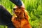 Defocus hand caressing cute homeless dog with sweet looking eyes in summer park. Person hugging adorable orange spaniel
