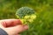 Defocus hand holding broccoli closeup nature background. Healthy Green Organic Raw Broccoli Florets Ready for Cooking