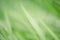 Defocus light blurred natural bokeh of green grass as background