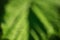 Defocus light green background. Abstract blurred bokeh. The leaf is green in defocus