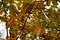 Defocus many chestnut branch with yellow and green leaves in the forest in autumn. Nature background. Blurred. Out of