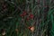 Defocus many red ripe berries on thin bush branches in park or forest. Holly plant, ilex verticillata, on autumn forest