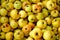 Defocus many yellow fruits background. Green apple texture, lots of green apples. Apples storage. Bunch of green