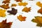 Defocus multicolored red yellow dry autumn maple foxes on a white background. Difference concept. Autumn concept. Out of
