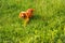 Defocus orange dog. Happy red cocker spaniel puppy portrait outdoors in summer. Spaniel walking outside in field. Copy