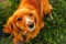 Defocus orange dog. Portrait closeup spaniel. Happy red cocker spaniel puppy portrait outdoors in summer. Spaniel