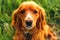 Defocus orange dog. Portrait closeup spaniel. Happy red cocker spaniel puppy portrait outdoors in summer. Spaniel