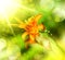 Defocus orange lily flowe