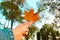 Defocus orange maple leaf in female hand on nature green park background. Colorful maple leaves in the girl& x27;s hand