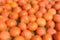 Defocus orange pumpkins in a field