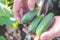 Defocus. organic cucumbers - a person shows cucumbers in the palm of his hand, inside the greenhouse,