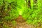 Defocus path in green forest