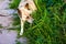 Defocus siberian laika husky on a leash. Dog smelling for hunting in garden. The pet takes the trail and sniffing ground