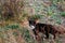 Defocus side view of black and white cat walking in autumn meadow. Cat hunting outside. Animal walking alone. Freedom