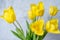 Defocus, spring background. Yellow tulips on a gray background, close-up concept of congratulation