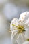 Defocus spring flower. Beautiful macro of white cherry bud blossoms on the tree on nature background. Blurred flowers