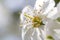 Defocus spring flower. Beautiful macro of white cherry bud blossoms on the tree on nature background. Blurred flowers