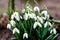 Defocus Spring time background. Side view. Snowdrop spring flowers in a clearing in the forest. Snowdrop, symbol of