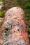 Defocus texture of tree bark. Log of pine tree in autumn forest. Saw cur wood. Saw cut of a large pine tree. Nature wood