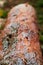 Defocus texture of tree bark. Log of pine tree in autumn forest. Saw cur wood. Saw cut of a large pine tree. Nature wood