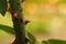 Defocus trimmed rose bush. Close-up part of thorn bush. Stem of rose bush with thorns and green leaves on blurred gray