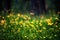 Defocus view of meadow with bright yellow flowers