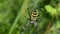 Defocus wasp spider argiope bruennichi spiderweb