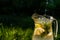 Defocus water drops and bubbles splashing pouring in glass jug of lemonade with slice lemon and leaves of mint on