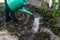 Defocus watering plants, strawberries on beds from a green watering can. Unrecognisable woman watering current bush bed using