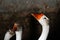 Defocus white goose in barn. Side view. White domestic goose on dark background. Portrait of a goose. Out of focus
