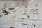 Defocus white painted old wooden texture. Peeling paint background. White wood paneling texture background. Deep vintage