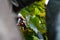 Defocus woman cutting bunch grape by scissors. Red wine grapes on vine in vineyard, close-up. Winemaker Harvesting