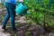 Defocus woman garden. Watering plants, strawberries on beds from a green watering can. Unrecognisable woman watering