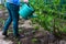 Defocus woman garden. Watering plants, strawberries on beds from a green watering can. Unrecognisable woman watering current bush