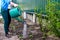 Defocus woman gardener. Watering plants, strawberries on beds from a green watering can. Unrecognisable woman watering current