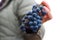 Defocus woman holding bunch grape. Red wine grapes on vine in vineyard, close-up. Winemaker Harvesting Grapes. Female