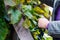 Defocus woman holding bunch grape. Red wine grapes on vine in vineyard, close-up. Winemaker Harvesting Grapes. Female