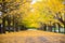 Defocus of yellow ginkgo leaves tunnel park autumn