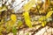 Defocus yellow green autumn leaf outside. Beautiful autumn landscape with yellow trees and sun. Colorful foliage in the
