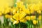 Defocus Yellow tulip flowers