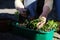 Defocus Young tomato plant. The hand of a senior woman are planting the tomato seedlings into green container with the