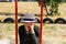 Defocus young woman in checkered shirt and hat swinging on swing on playground. Tired woman covering her face by hands