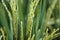 Defocused abstrack background of Close up to rice seeds in ear of paddy.