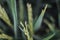 Defocused abstrack background of  green ear of rice in paddy rice field.